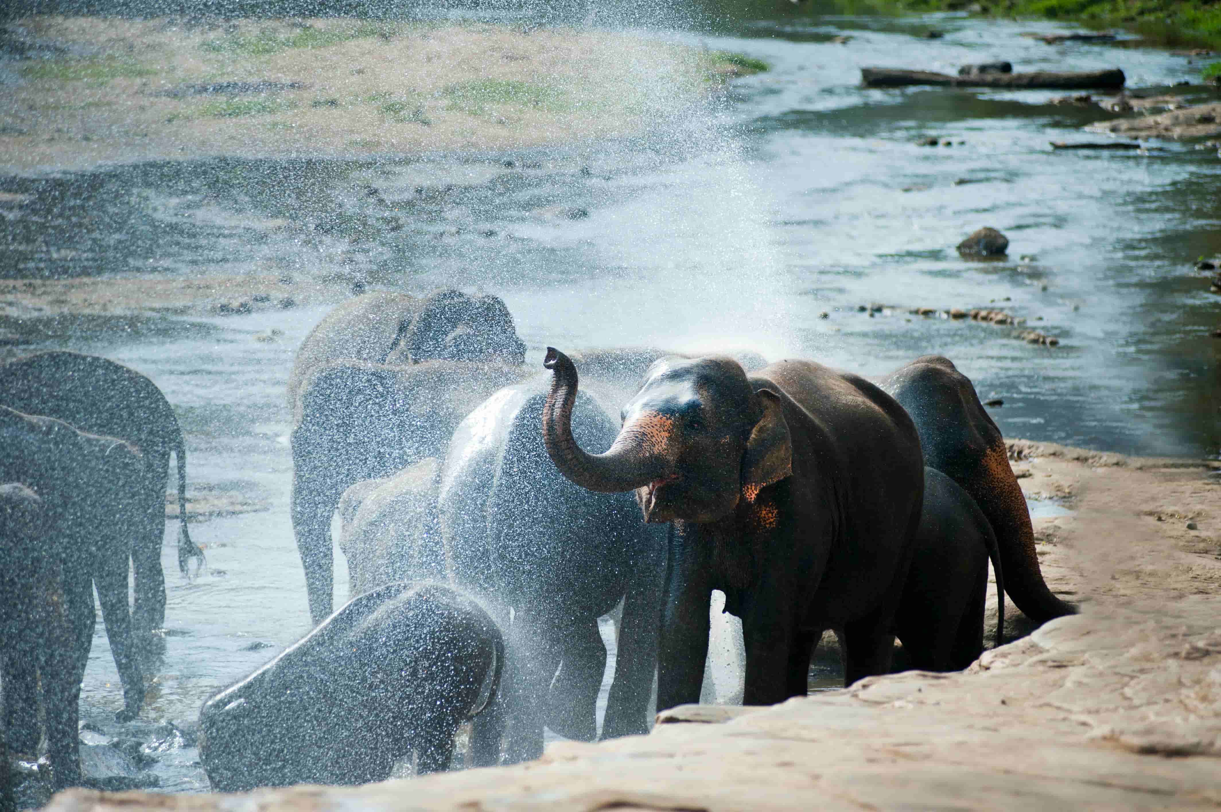 Elephants bathing at Pinnawala Elephant Orphanage, Sri Lanka