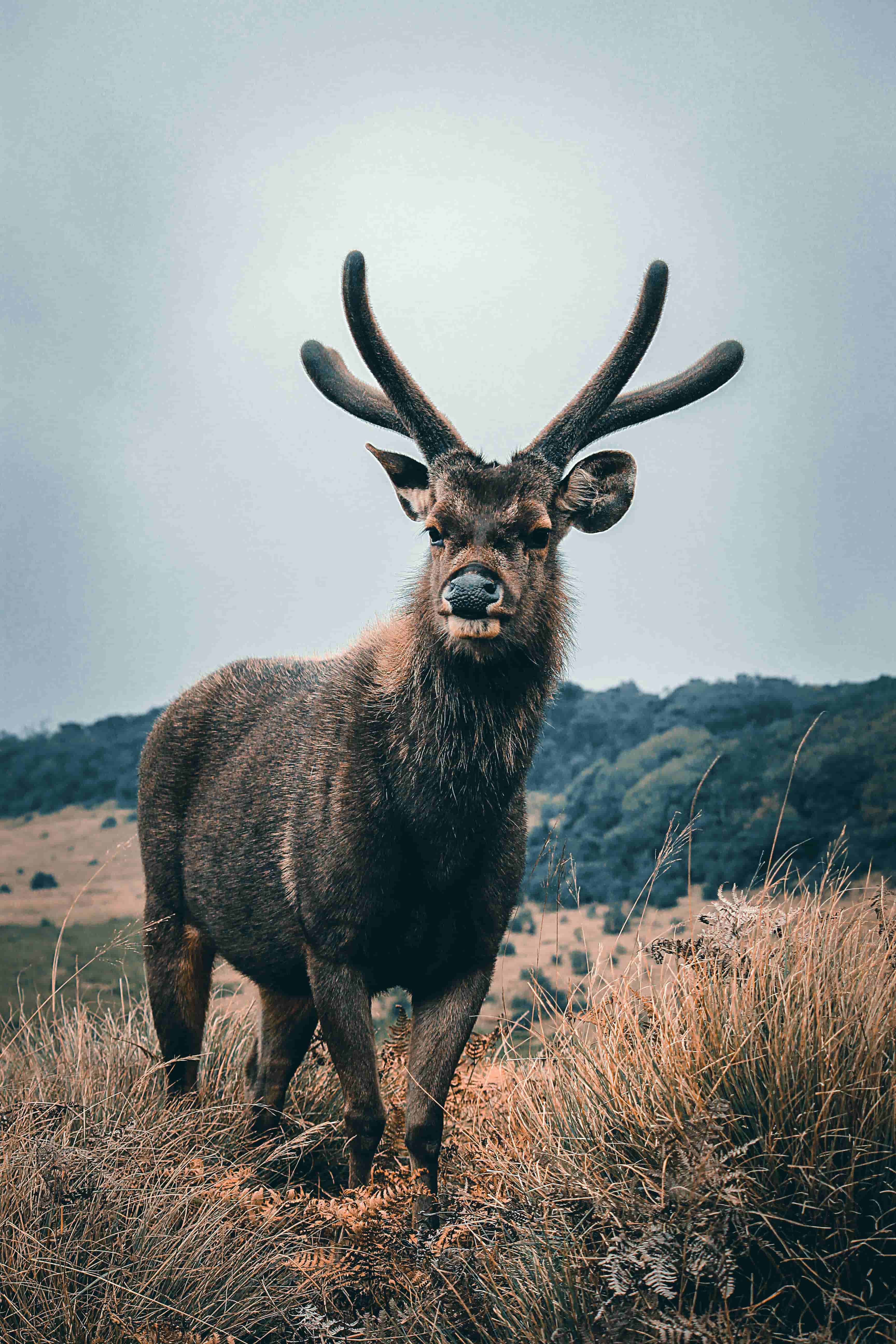 Wild deer in Horton Plains National Park, Sri Lanka