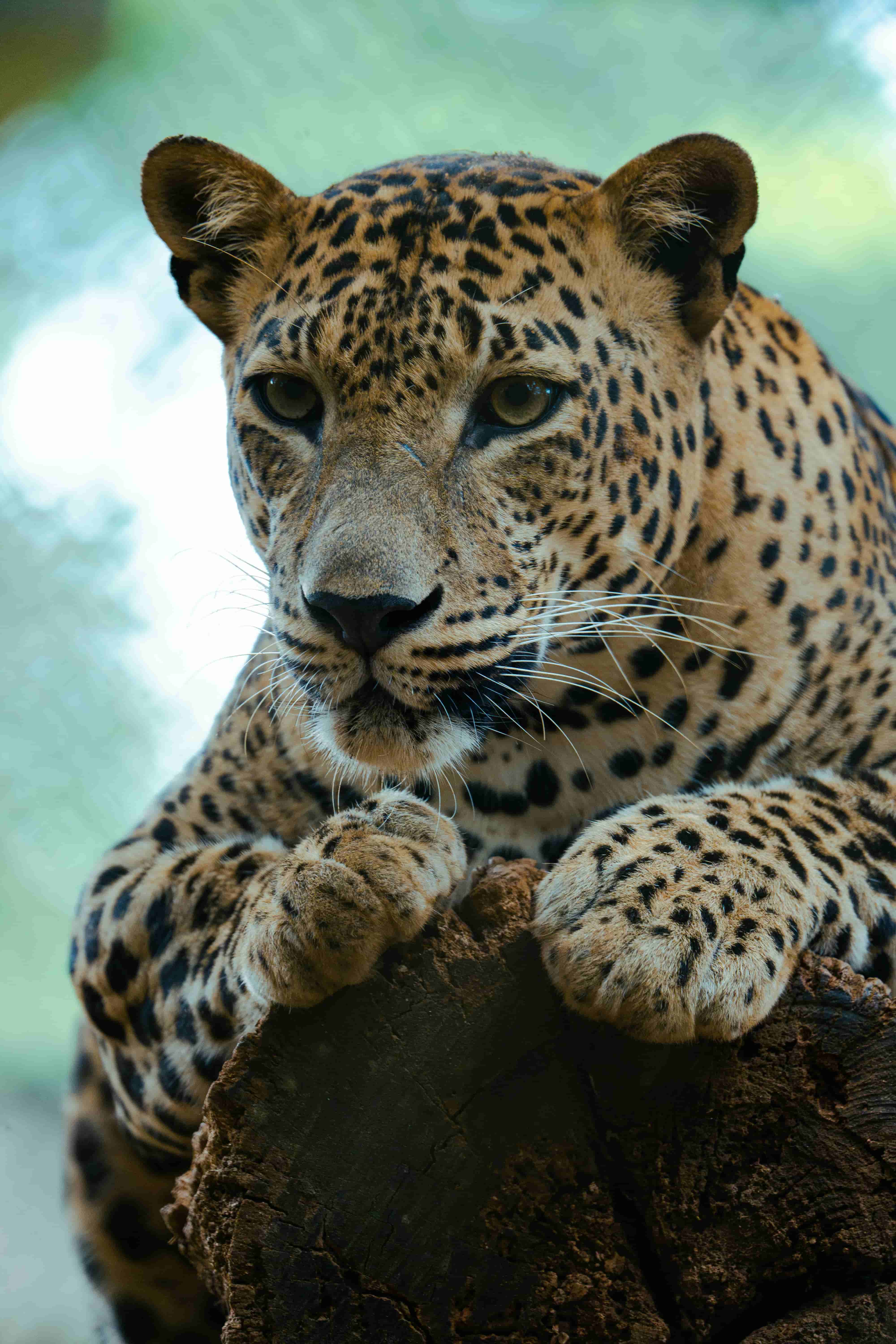 Wild leopard spotted in Yala National Park, Sri Lanka – wildlife safari tours with AASH Travels