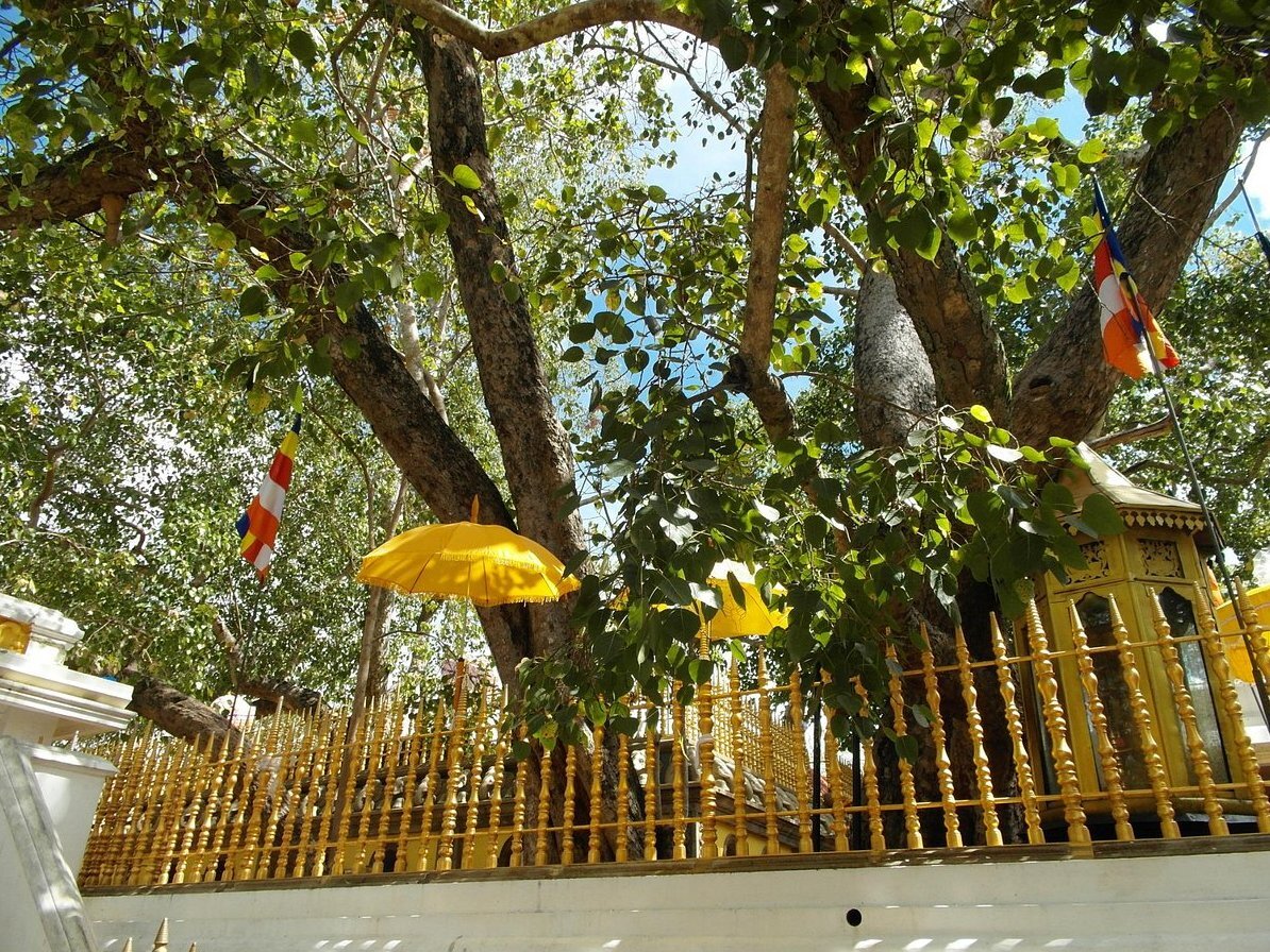 Jaya Sri Maha Bodhi Tree in Anuradhapura – Sacred Fig Tree with Historical Significance
